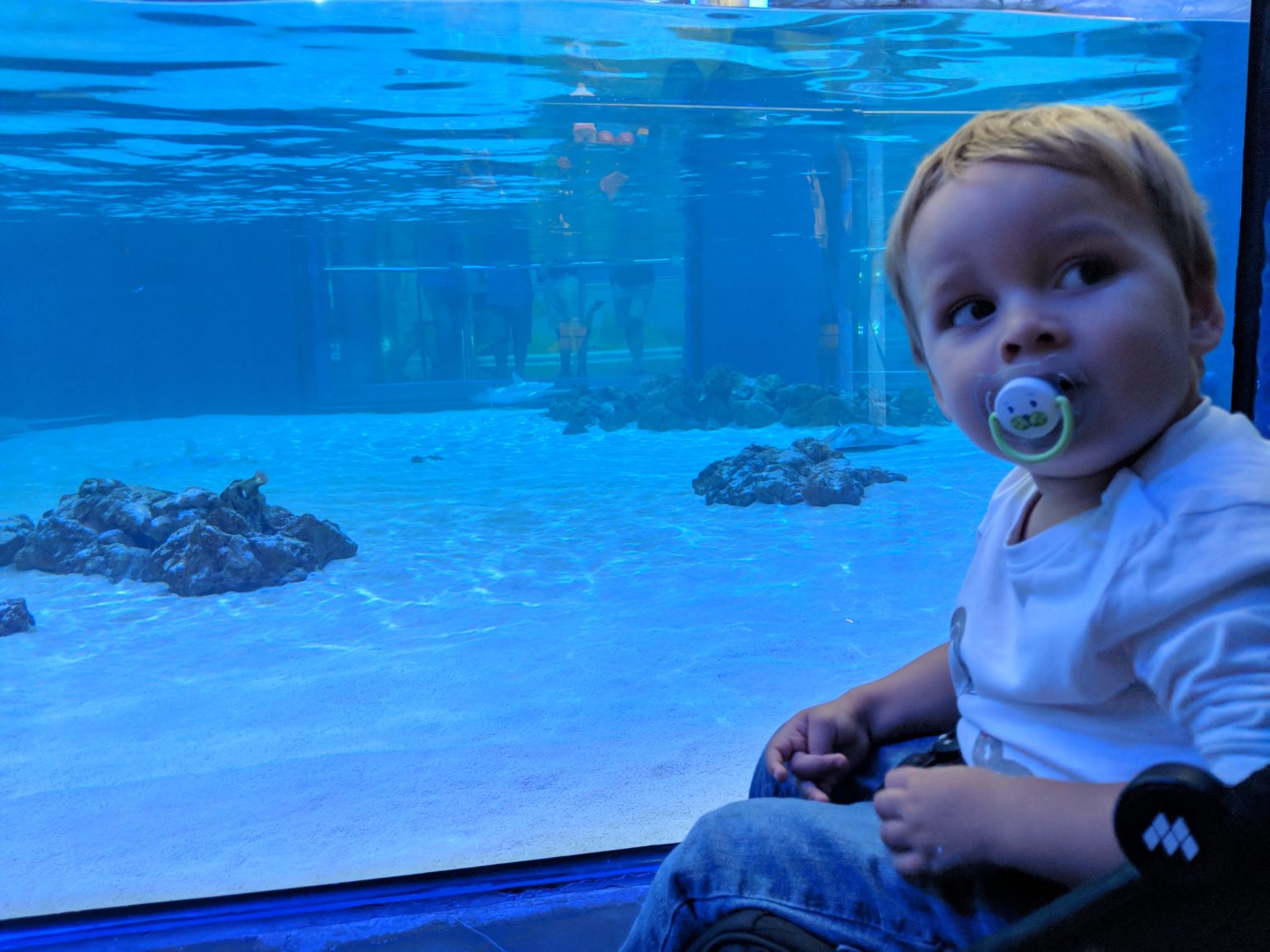 El Oceanogràfic de Valencia, el acuario más grande de Europa • My Cool ...