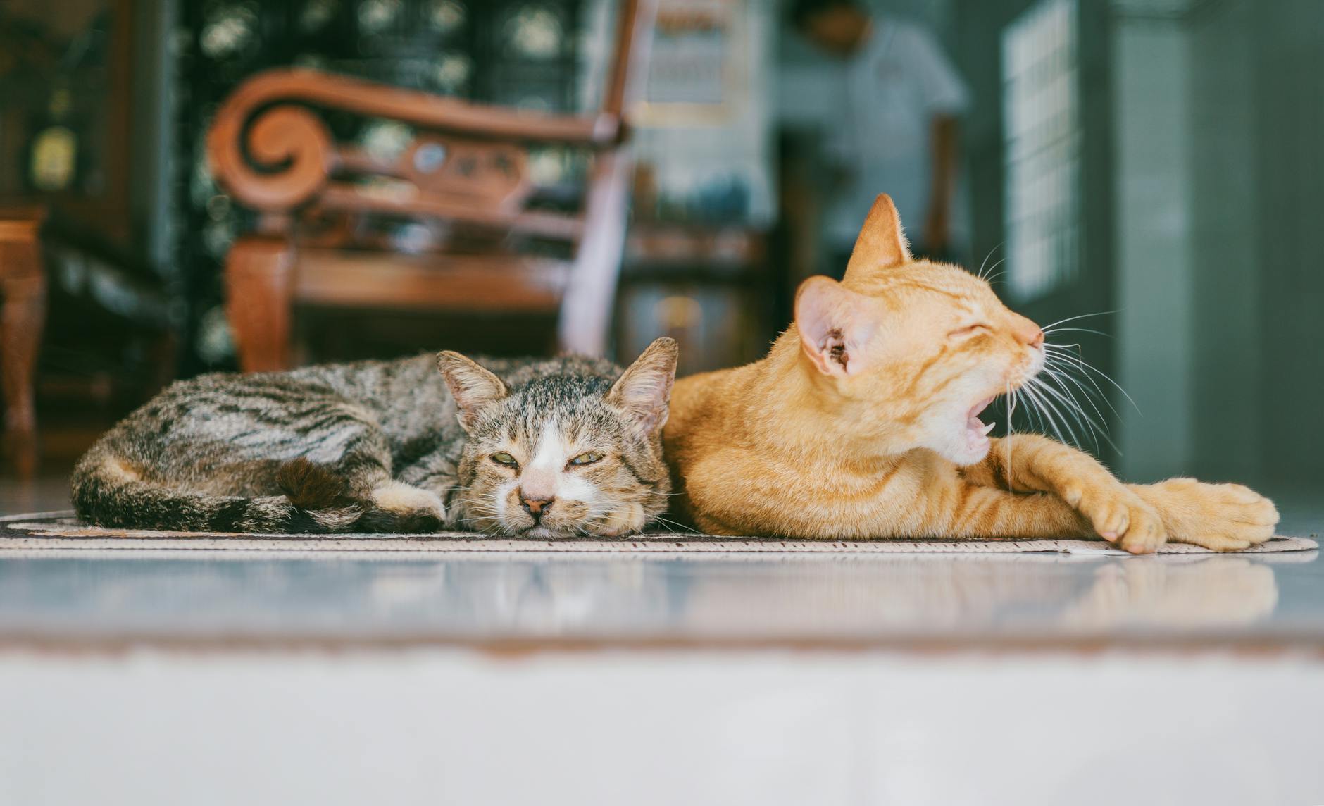 two orange and brown cats reclined on brown rug