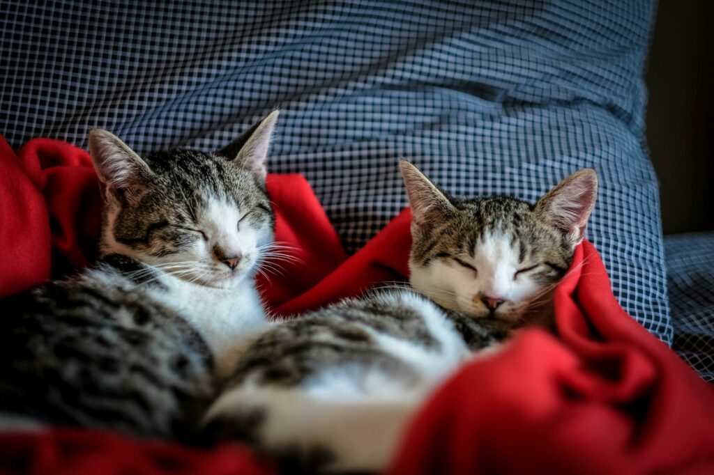 black and white tabby cats sleeping on red textile