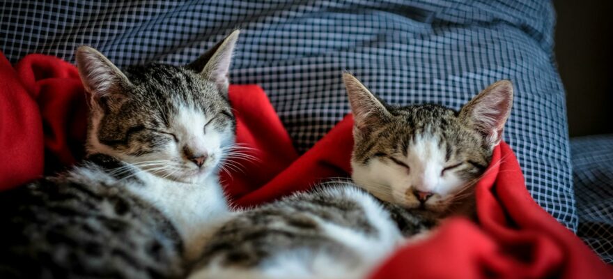 black and white tabby cats sleeping on red textile